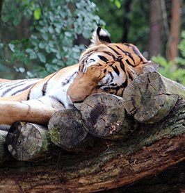 Ein schlafender Tiger